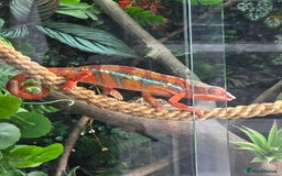 Chameleon reptiles for sale: Ambilobe panther chameleon and viv - Image 1