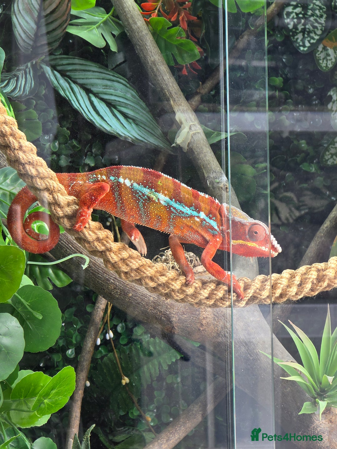 Chameleon reptiles for sale: Ambilobe panther chameleon and viv - Image 1