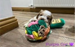 Cocker Spaniel dogs for sale: ✨ SHOW COCKER SPANIEL PUPPIES ✨ - Image 2