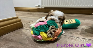 Cocker Spaniel dogs - Advert 5