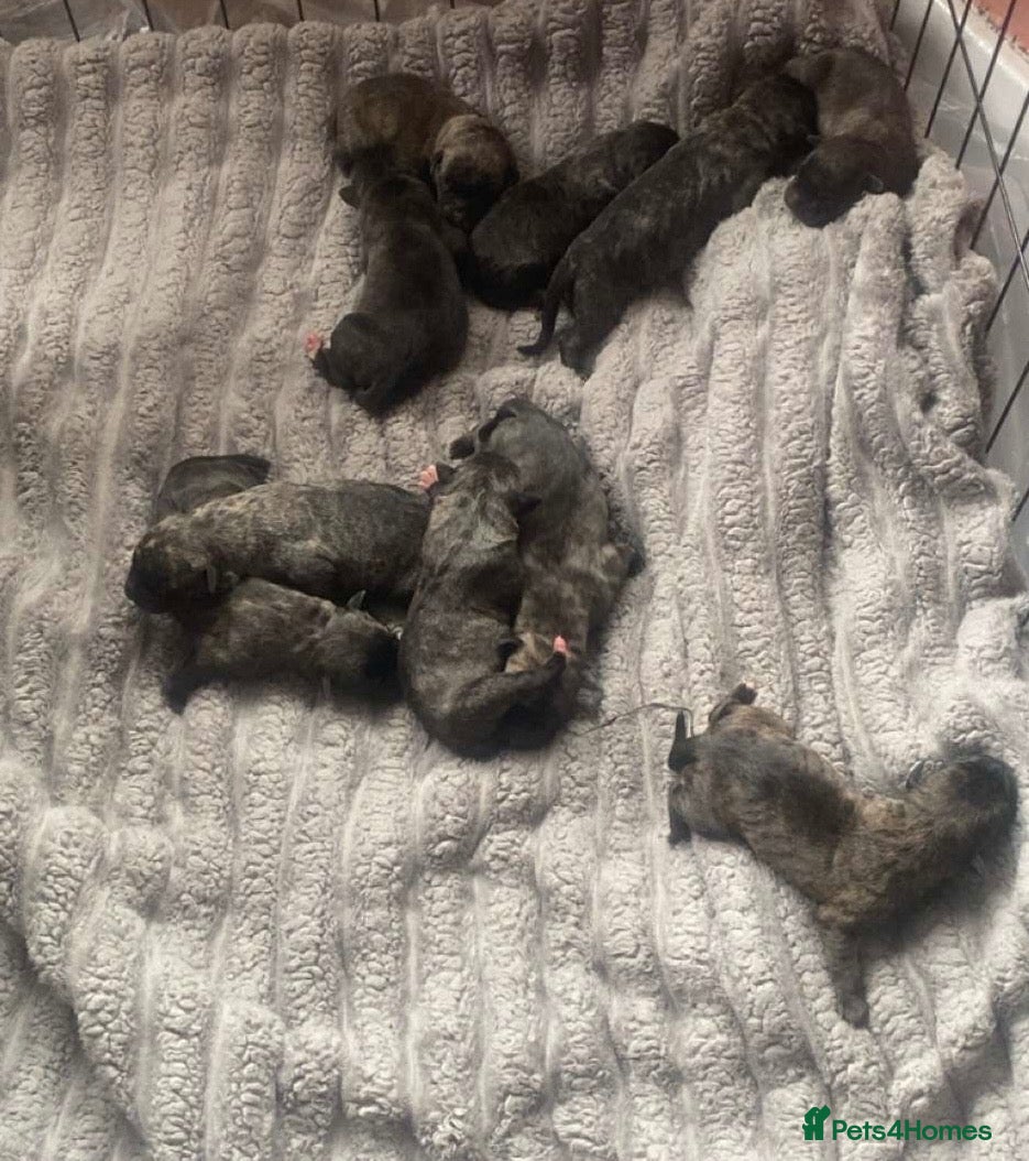 Mixed Breed dogs for sale: 8 beautiful bully x pups  - Advert 10