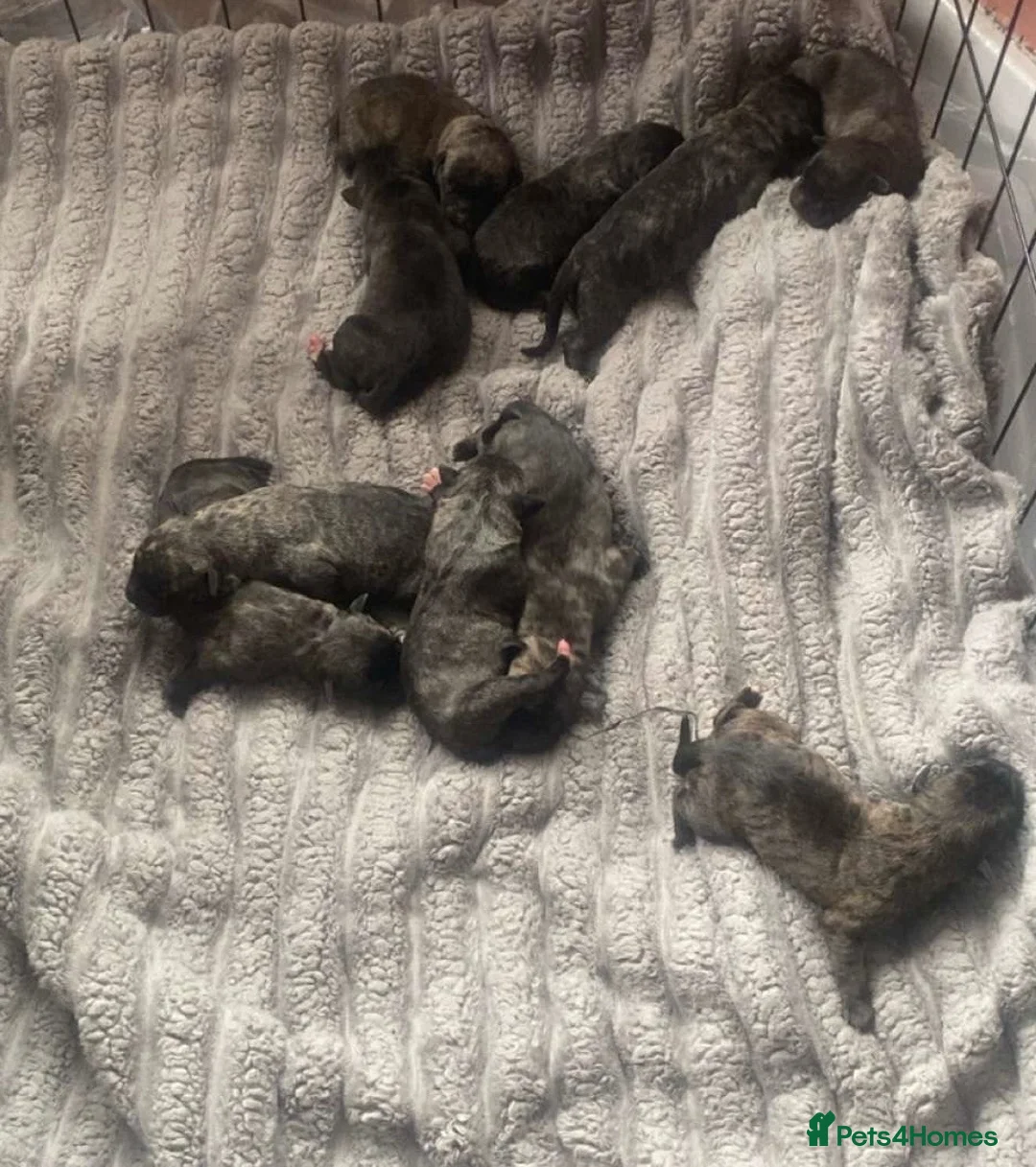 Mixed Breed dogs for sale: 8 beautiful bully x pups  - Advert 1