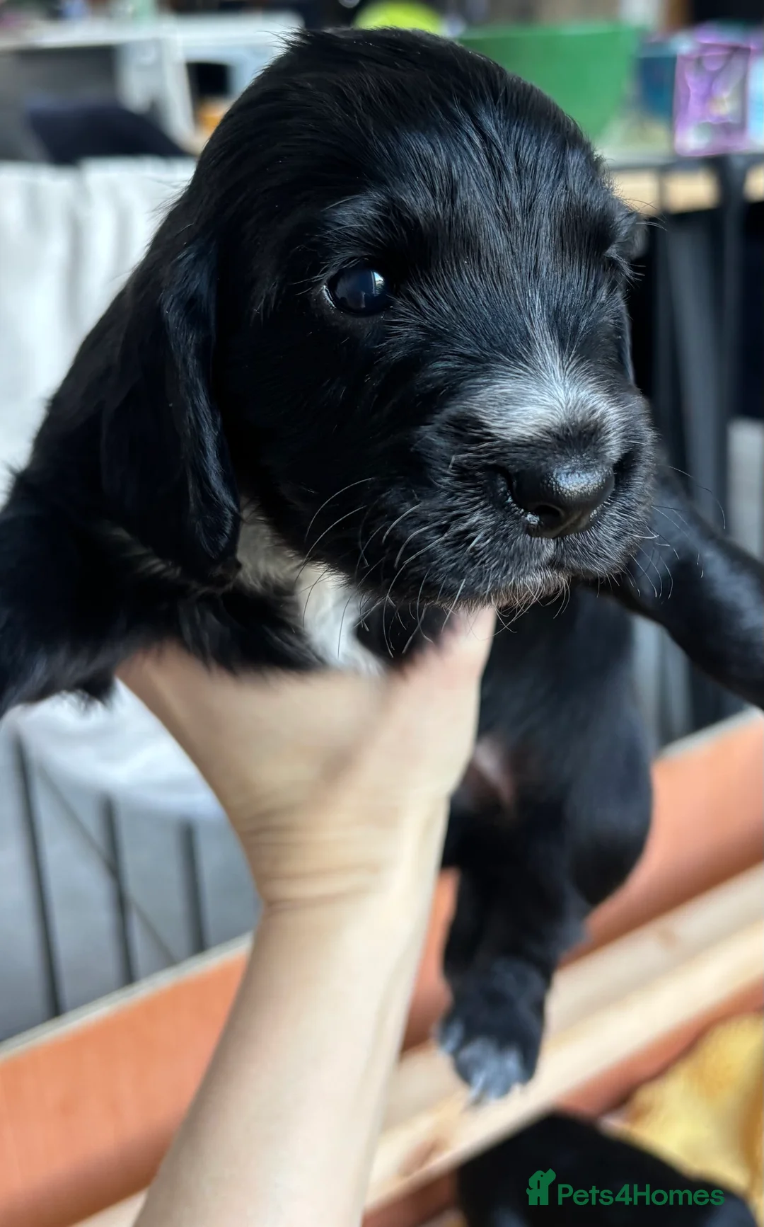 Cocker Spaniel dogs for sale: Working cocker spaniel puppies  - Advert 18