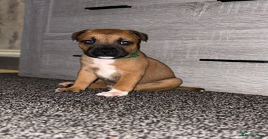 Staffordshire Bull Terrier dogs - Advert 16