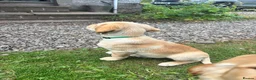 Goldador dogs for sale: Golden retriever Labrador cross  in Glasgow - Advert 7