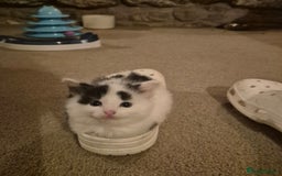 Mixed Breed cats for sale: Friendly playful kittens for sale.  - Image 8