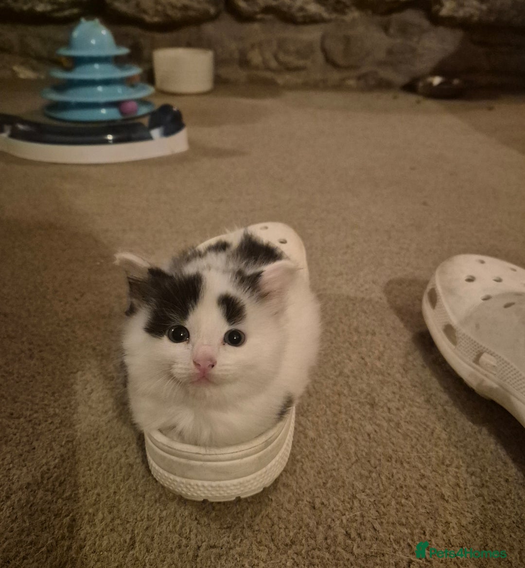 Mixed Breed cats for sale: Friendly playful kittens for sale.  - Image 8