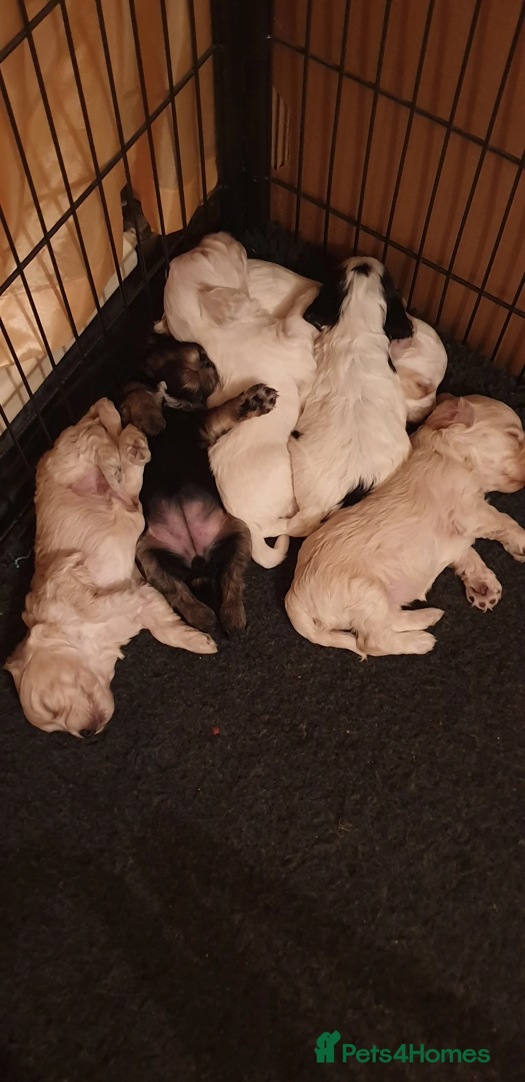 Miniature Poodle dogs for stud: Archie well Proven stud miniature poodle  in Chard - Advert 26