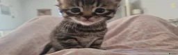 Mixed Breed cats for sale: Lovely Mixed Breed Kittens in Durham - Advert 5