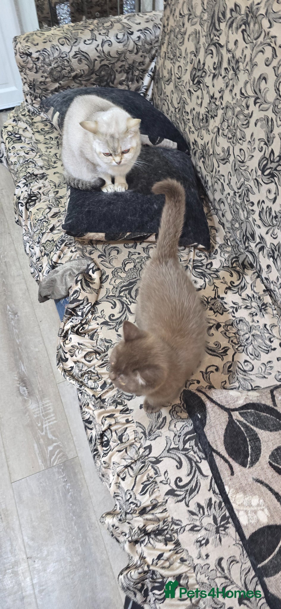 British Shorthair cats Rare cinnamon silver ash colour boy - Advert 6