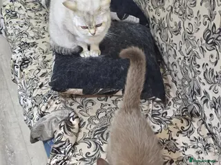 British Shorthair cats Rare cinnamon silver ash colour boy - Advert 7