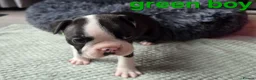 Boston Terrier dogs for sale: ⭐️KC registered beautiful Boston terrier puppies - Advert 33