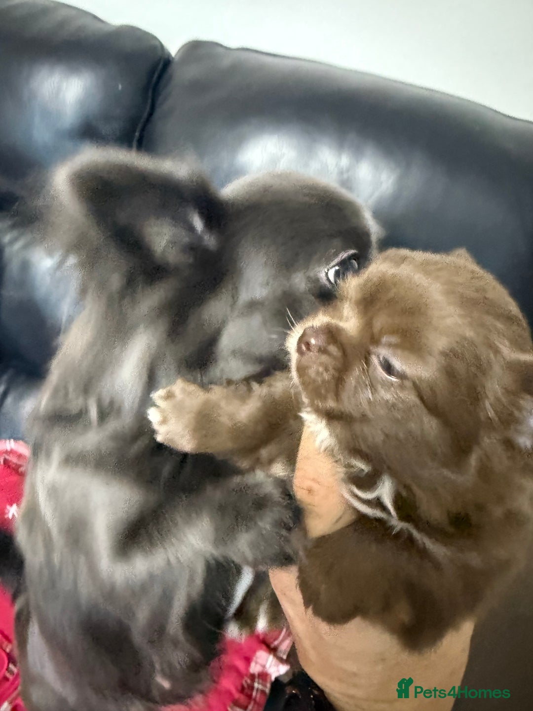 Chihuahua dogs for sale: Chihuahua puppies  - Advert 6