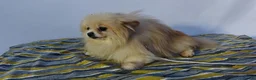 Pomeranian dogs for adoption: 🐾 HUGO – Male Miniature Pomeranian in West Malling - Advert 1