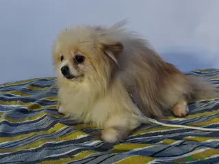 Pomeranian dogs 🐾 HUGO – Male Miniature Pomeranian - Advert 9