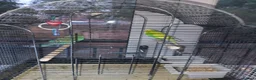 Budgerigars birds for sale: Budgies  in Kidderminster - Advert 2