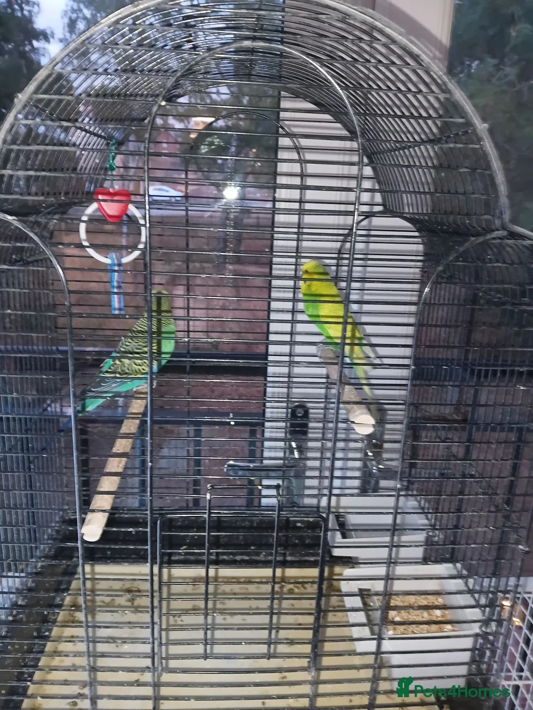 Budgerigars birds for sale: Budgies  in Kidderminster - Advert 2