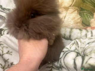 Mini Lion Lop rabbits - Advert 1