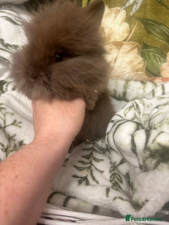 Mini Lion Lop rabbits - Advert 1