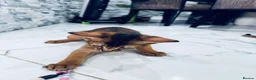 Abyssinian cats for sale: TICA registered boy and girl - Advert 9