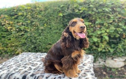 Cocker Spaniel dogs for stud: TRUE TO TYPE- Chocolate & Tan Show Cocker Spaniel in Holywell - Image 5