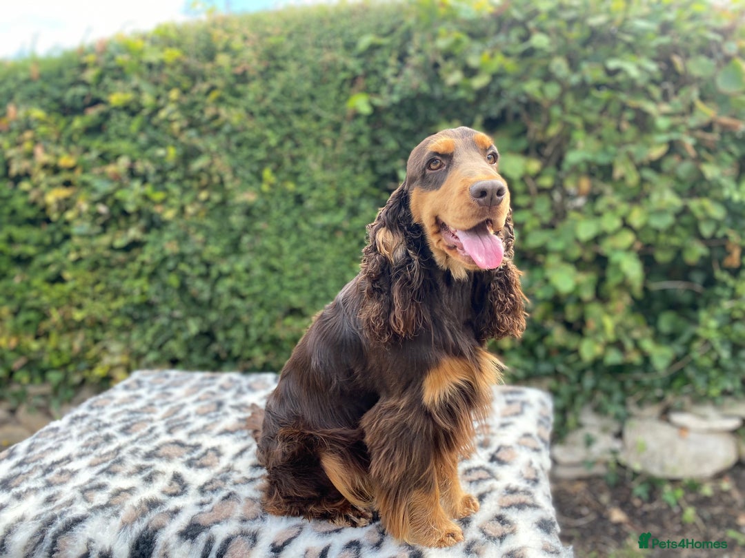 Cocker Spaniel dogs for stud: TRUE TO TYPE- Chocolate & Tan Show Cocker Spaniel in Holywell - Image 5