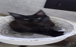 Maine Coon cats for sale: Tica pedigree MC kittens-ready for new home  - Image 5