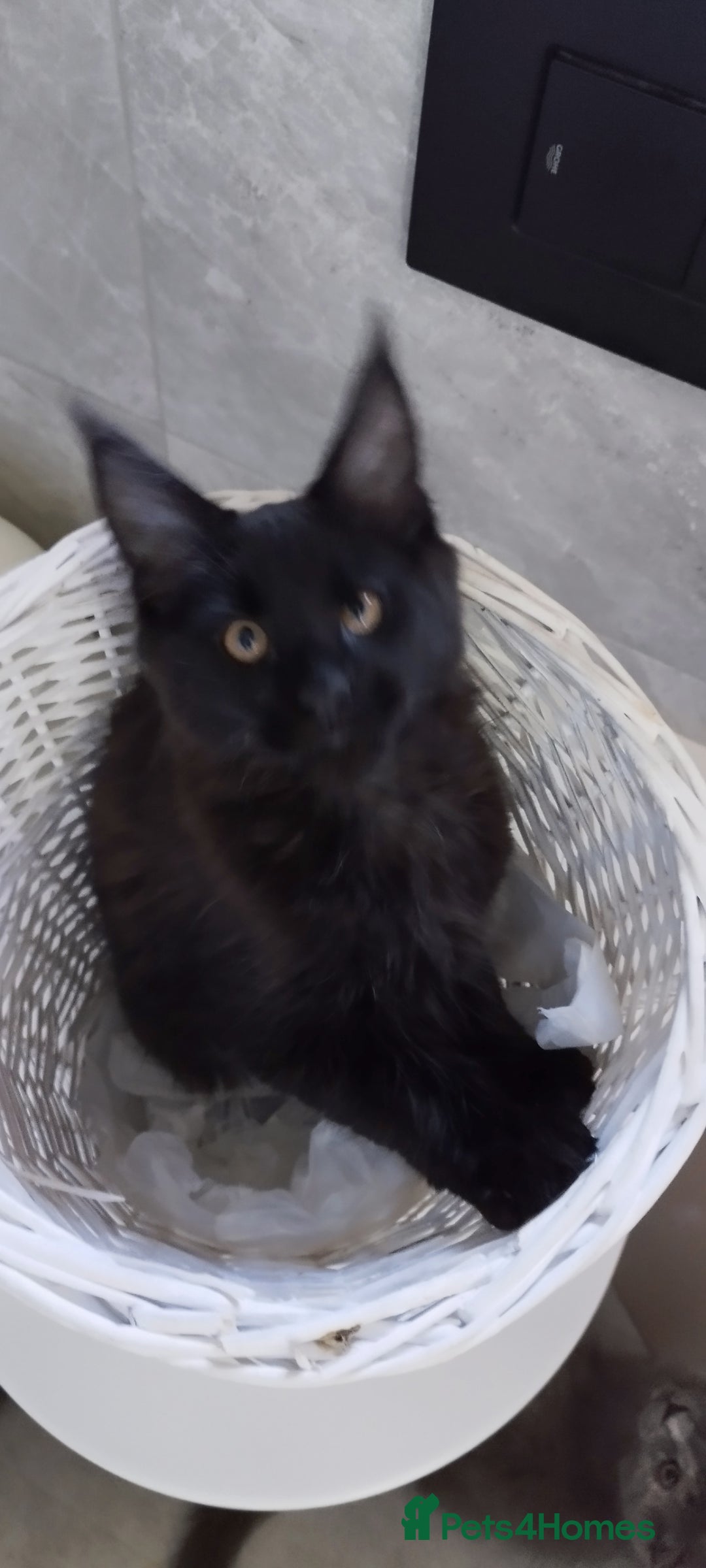Maine Coon cats for sale: Tica pedigree MC kittens-ready for new home  - Image 5