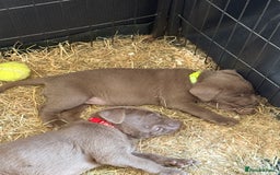 Labrador Retriever dogs for sale: Silver Labrador puppy’s  - Image 10