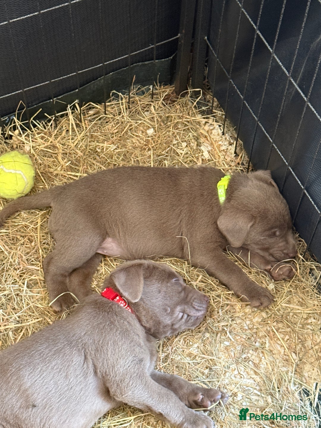 Labrador Retriever dogs for sale: Silver Labrador puppy’s  - Image 10