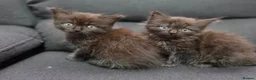 Maine Coon cats for sale: Maincoon x ragdol - Advert 3
