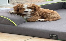 Cavapoo dogs for sale: Mr cavapoo F1B  - Image 8