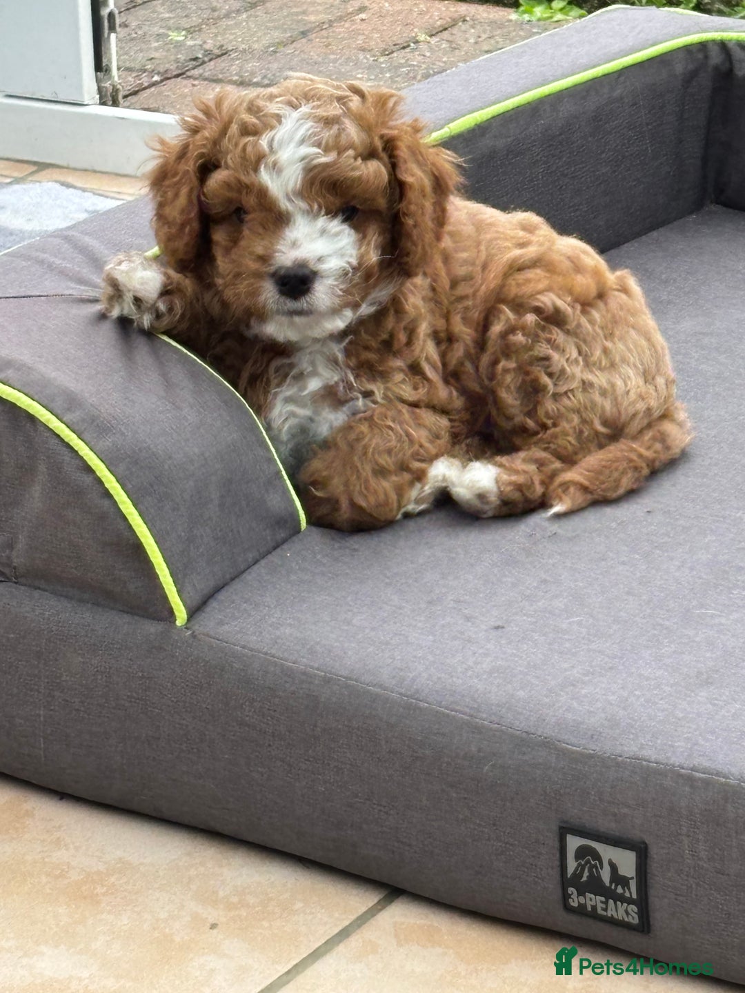 Cavapoo dogs for sale: Mr cavapoo F1B  - Image 8
