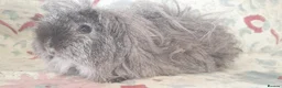 Guinea Pig rodents for sale: MEADOW SIDE CAVIES BABY GUINEA PIGS HEREFORDSHIRE  - Advert 32