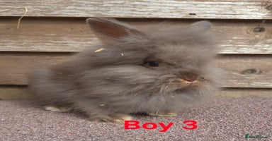 Lionhead rabbits - Advert 4
