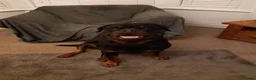 Rottweiler dogs for stud: Rottweiler dog for stud  - Advert 7