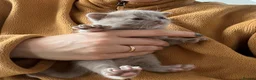 British Shorthair cats for sale: British short hair kitten for sale  - Advert 14
