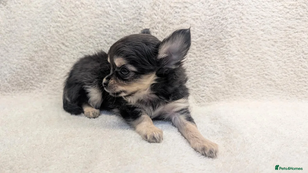 Chihuahua dogs for sale: KC Reg Long Coat Chihuahua Puppies, 1 Girl 1 Boy - Advert 9