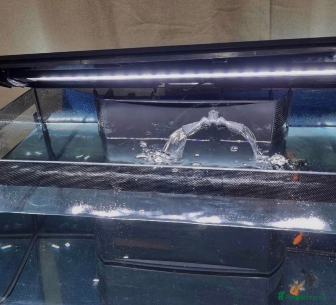 Other/Mixed Breed fish for sale: Fluval Fish Tank 123L - Image 4