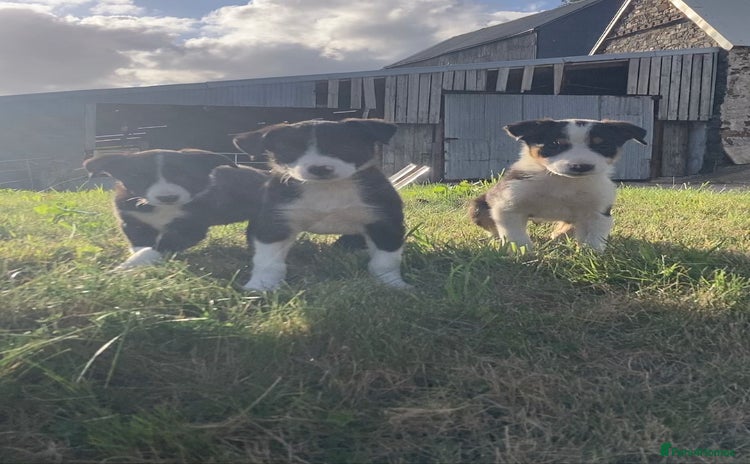 Border Collie dogs - Advert 1