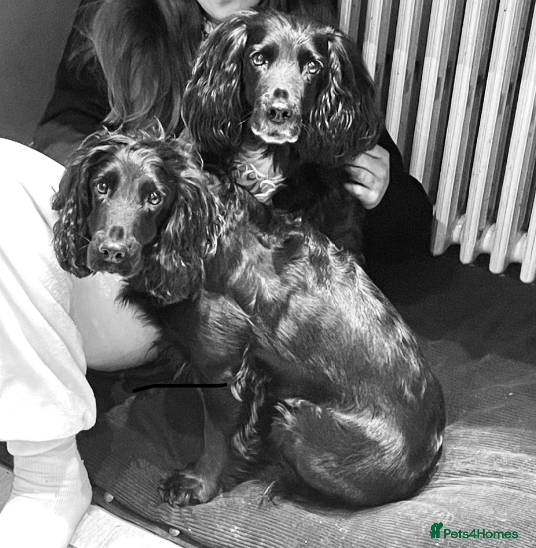 Cocker Spaniel dogs for sale: One boy and one girl - Image 16