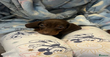 Dachshund dogs - Advert 8