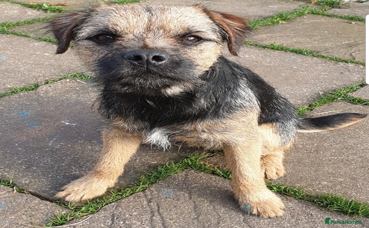 Border Terrier dogs - Advert 2
