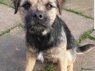 Border Terrier dogs - Advert 3