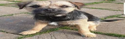 Border Terrier dogs for stud: Border Terrier for Stud - Advert 1