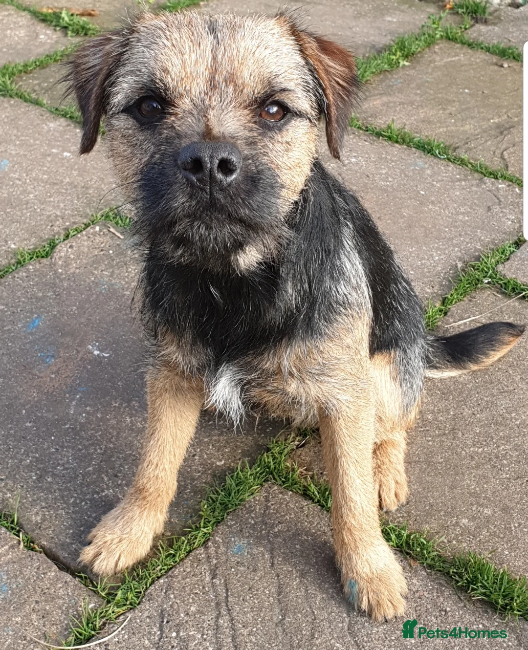 Border Terrier dogs for stud: Border Terrier for Stud - Advert 1