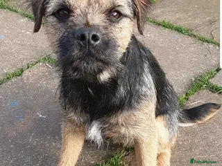 Border Terrier dogs Border Terrier for Stud - Advert 3