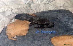 Mixed Breed dogs for sale: Show Cocker X Miniature dachshund Puppies - Image 7