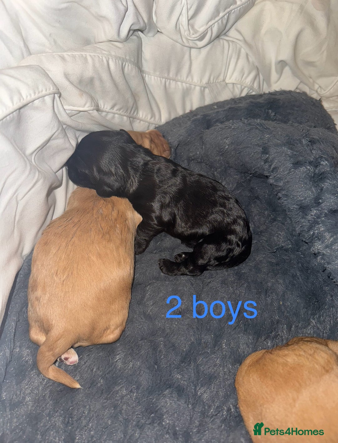 Mixed Breed dogs for sale: Show Cocker X Miniature dachshund Puppies - Image 7