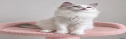 Ragdoll cats for sale: 🐾 Beautiful Ragdoll Kittens for Sale 🐾 - Advert 31